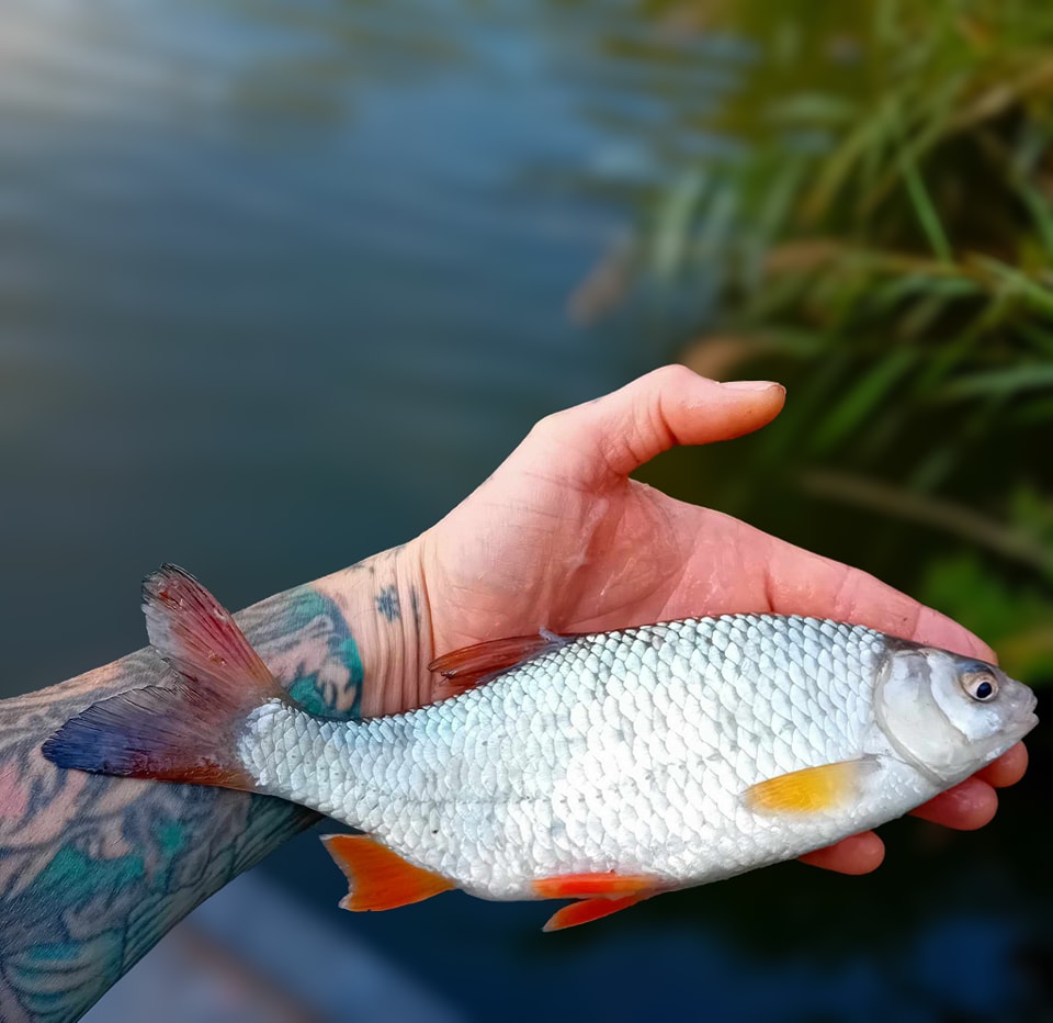 Guide to Targeting Silverfish at Apex Park